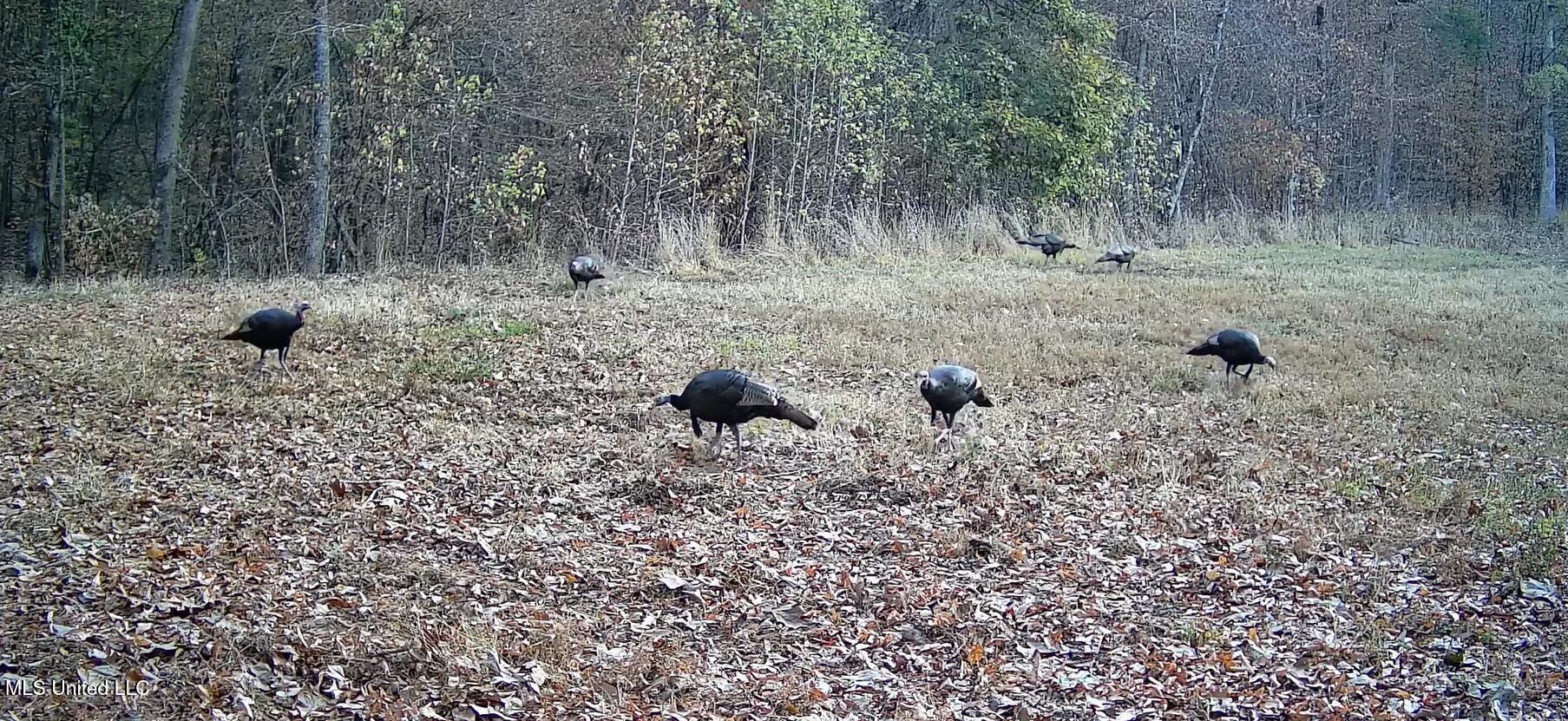 106 Crockrell Road Lexington, MS 39095 - Photo 34 of 185 Screenshot 2024-10-29 104219