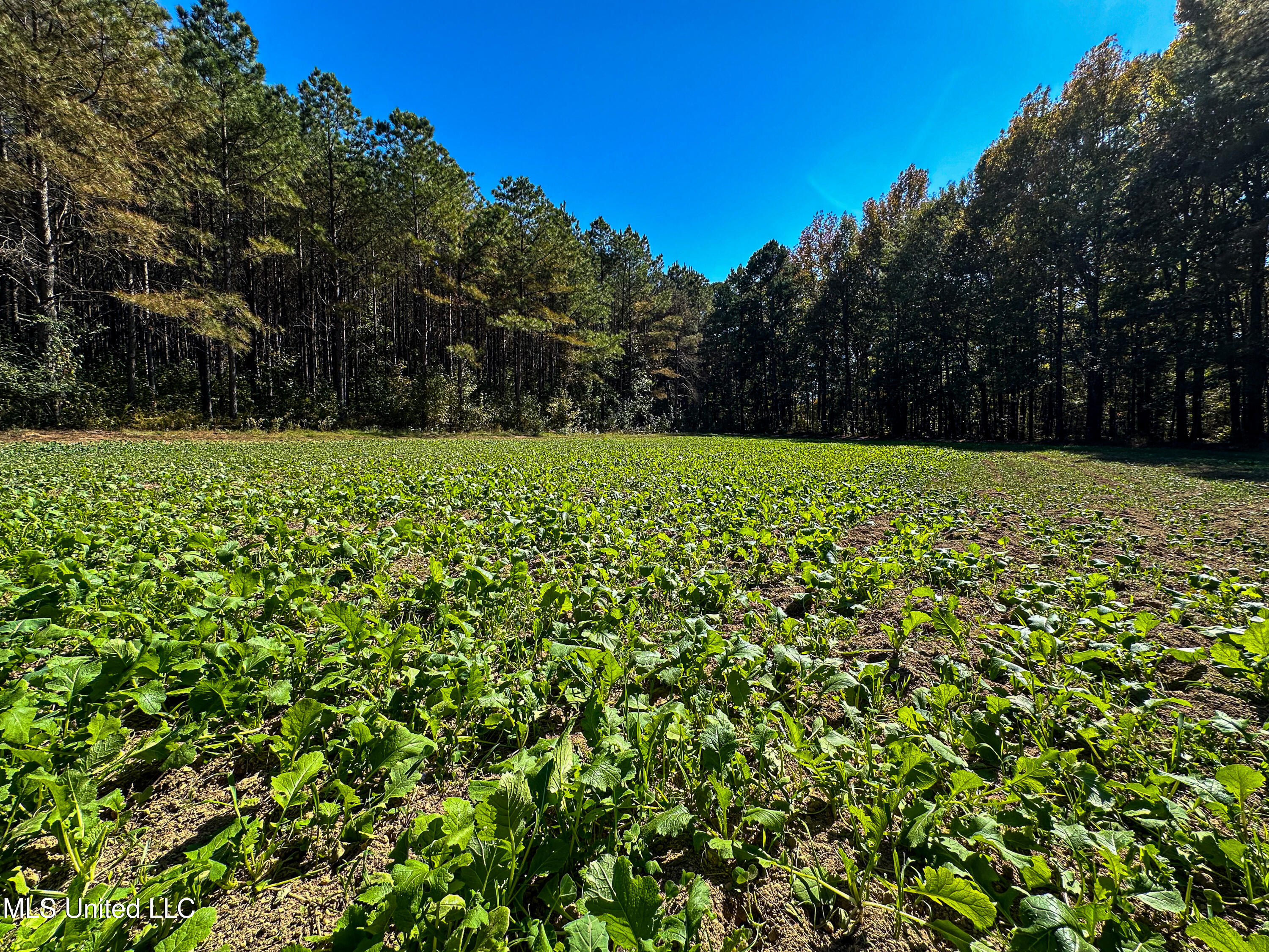 106 Crockrell Road Lexington, MS 39095 - Photo 35 of 185 IMG_0359