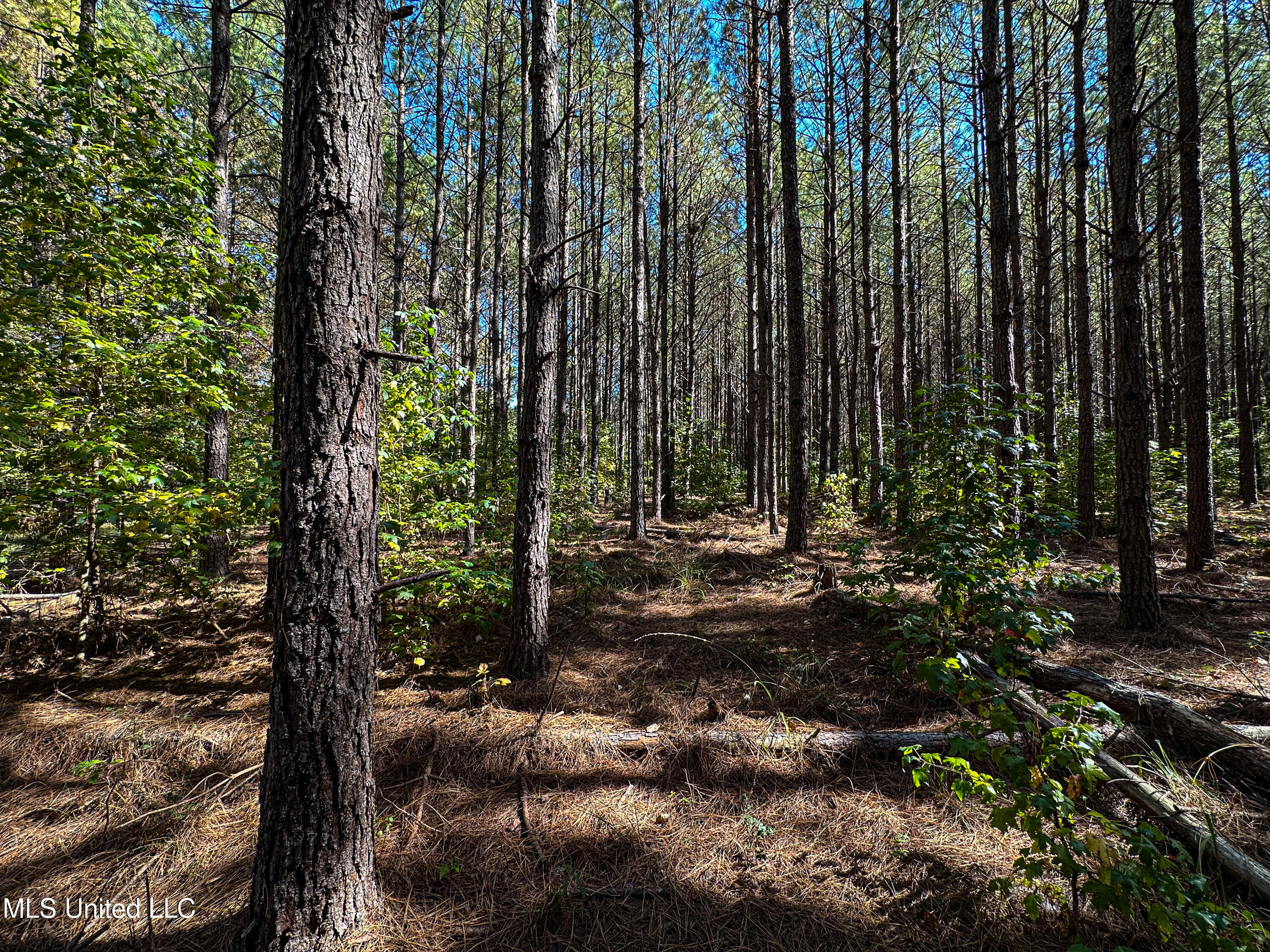 106 Crockrell Road Lexington, MS 39095 - Photo 41 of 185 IMG_0355