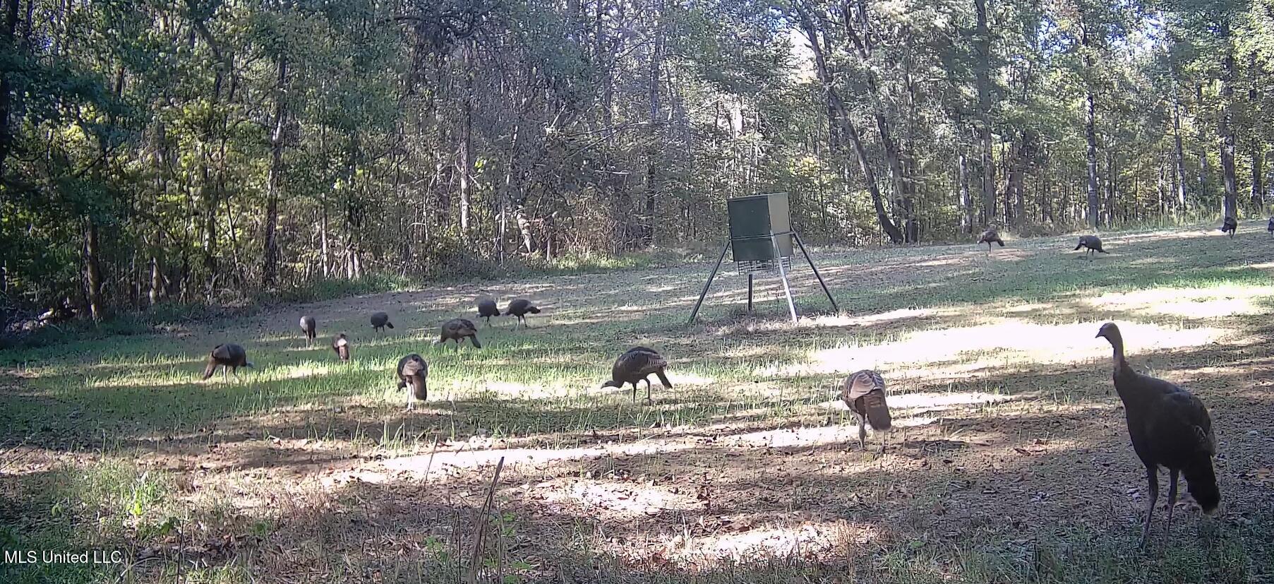 106 Crockrell Road Lexington, MS 39095 - Photo 43 of 185 Screenshot 2024-10-29 102446