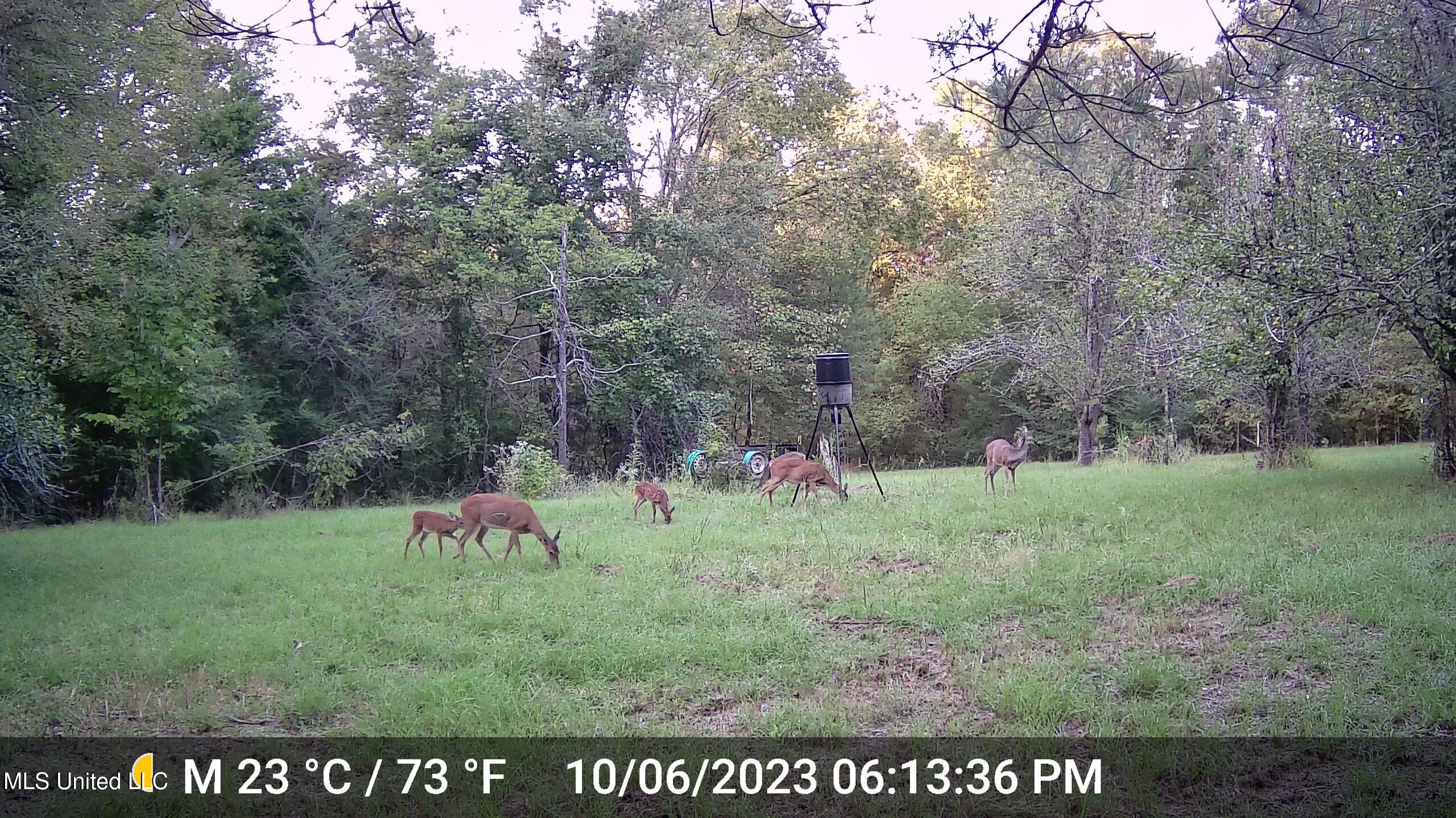 106 Crockrell Road Lexington, MS 39095 - Photo 50 of 185 deer 4