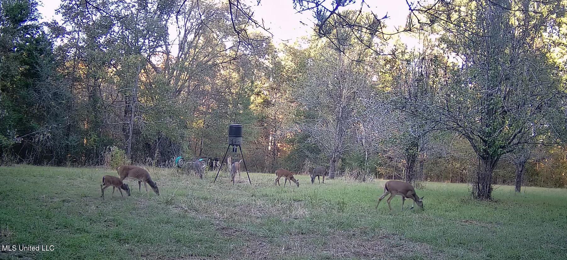 106 Crockrell Road Lexington, MS 39095 - Photo 5 of 185 Screenshot 2024-10-29 093350