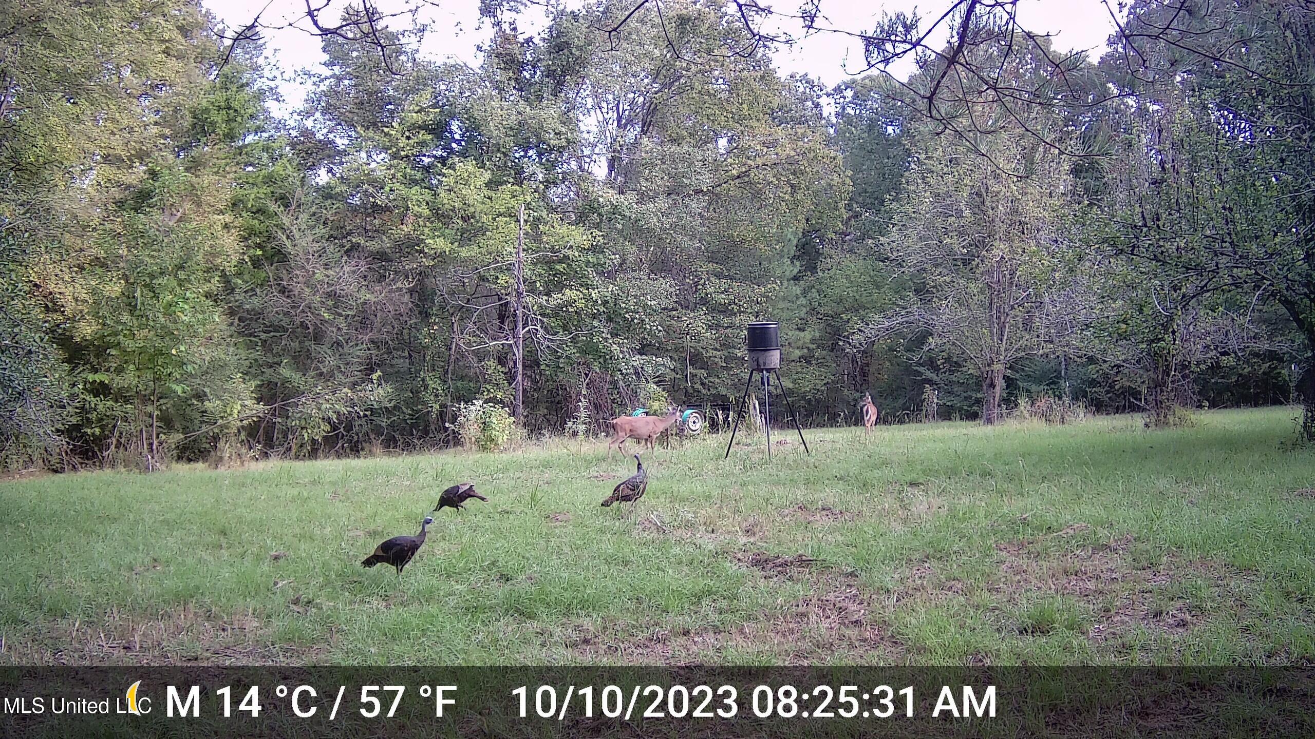 106 Crockrell Road Lexington, MS 39095 - Photo 53 of 185 Turkeys 2