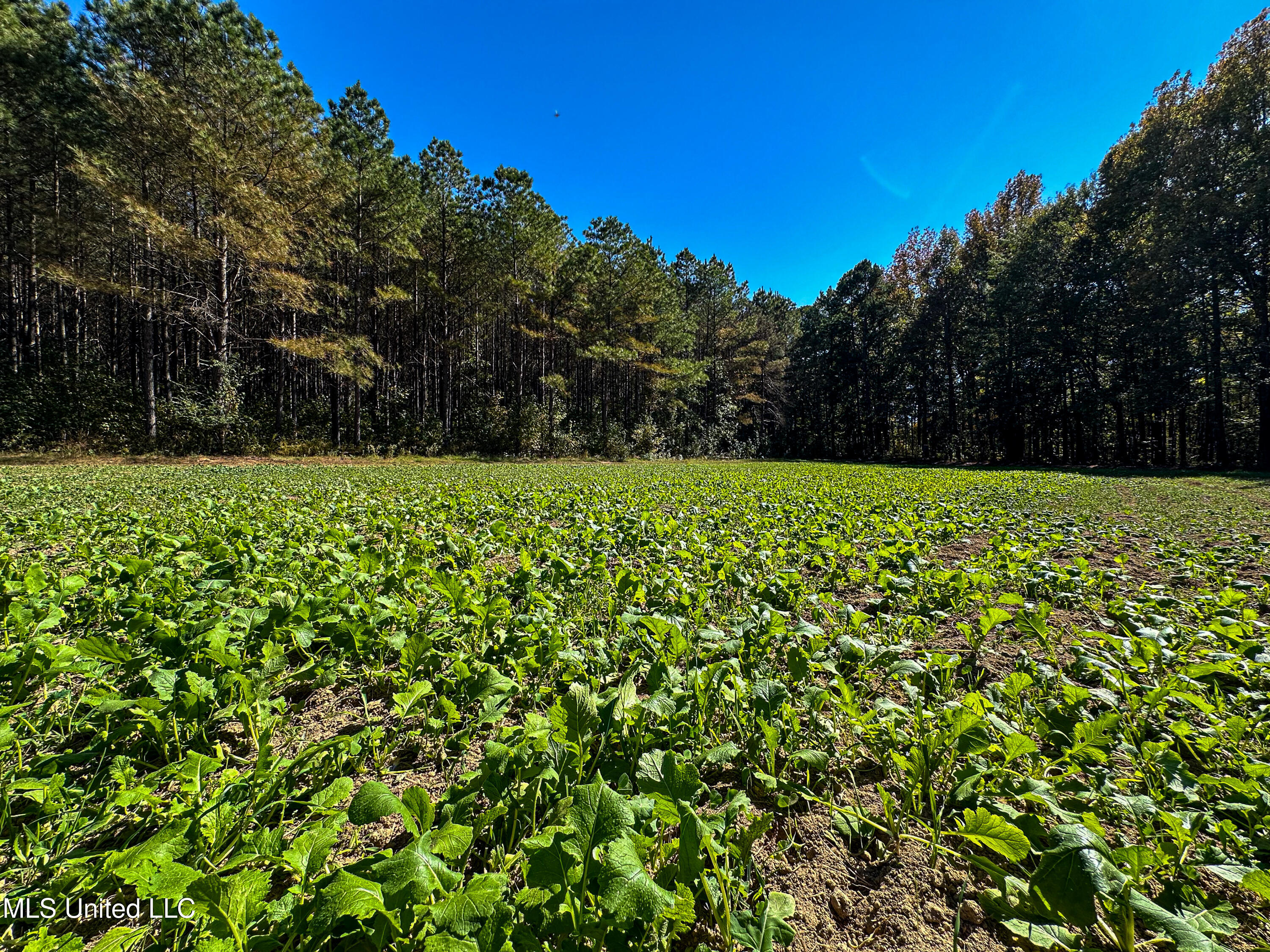 106 Crockrell Road Lexington, MS 39095 - Photo 55 of 185 IMG_0357