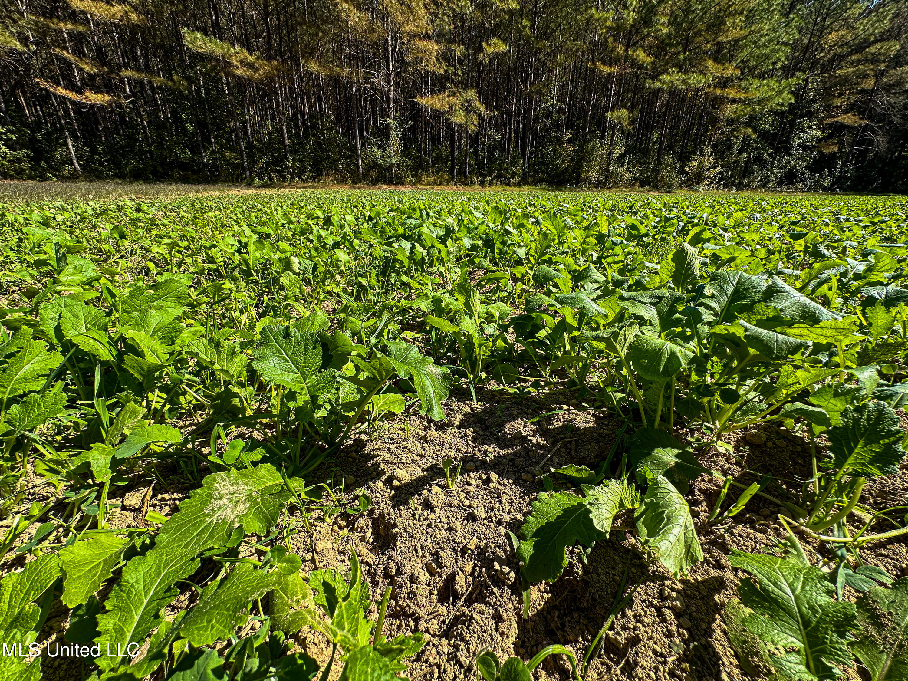 106 Crockrell Road Lexington, MS 39095 - Photo 57 of 185 IMG_0358