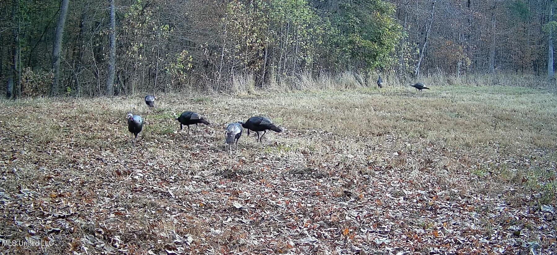 106 Crockrell Road Lexington, MS 39095 - Photo 60 of 185 Screenshot 2024-10-29 104316