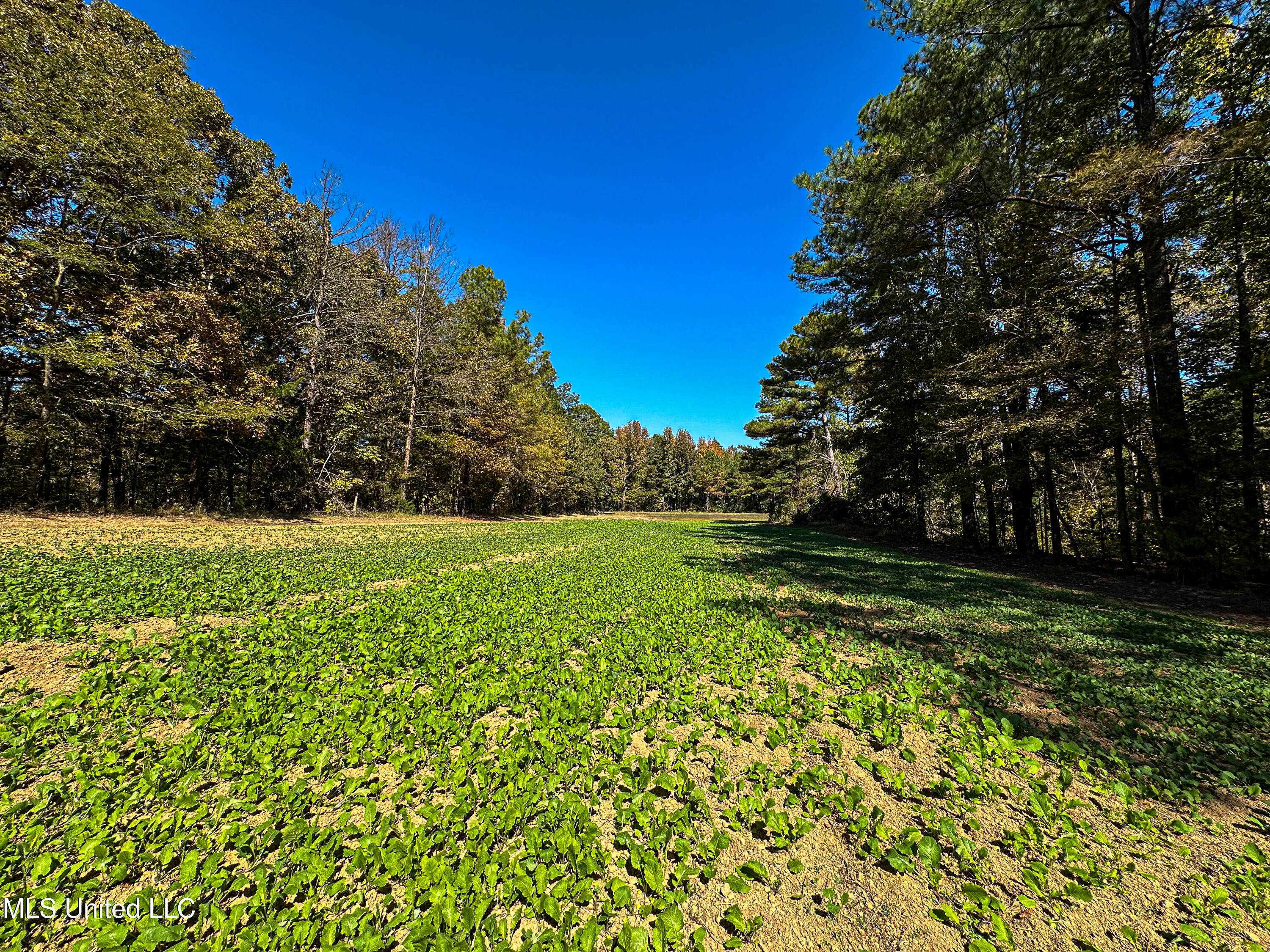 106 Crockrell Road Lexington, MS 39095 - Photo 65 of 185 IMG_0387