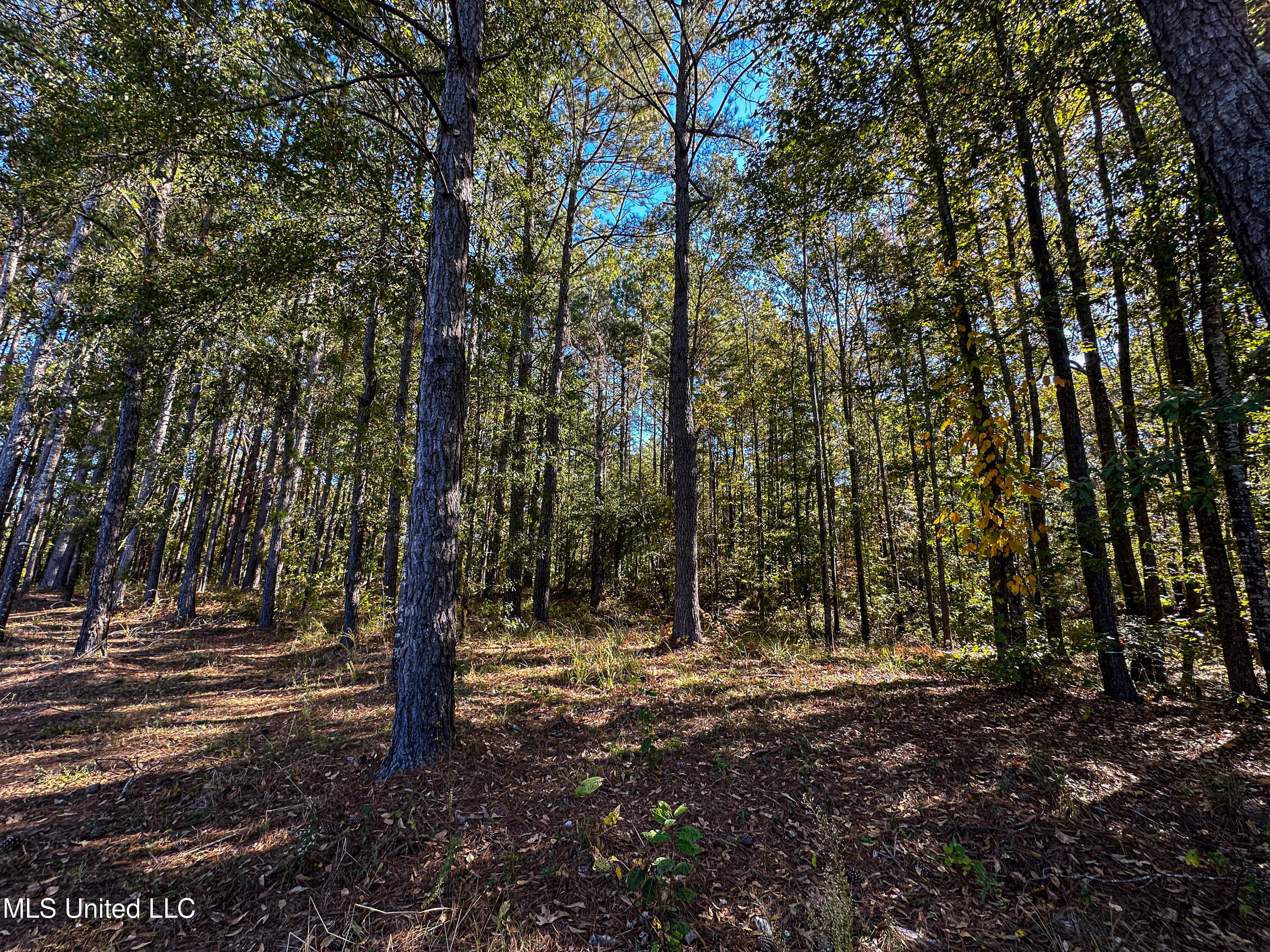 106 Crockrell Road Lexington, MS 39095 - Photo 81 of 185 IMG_0336
