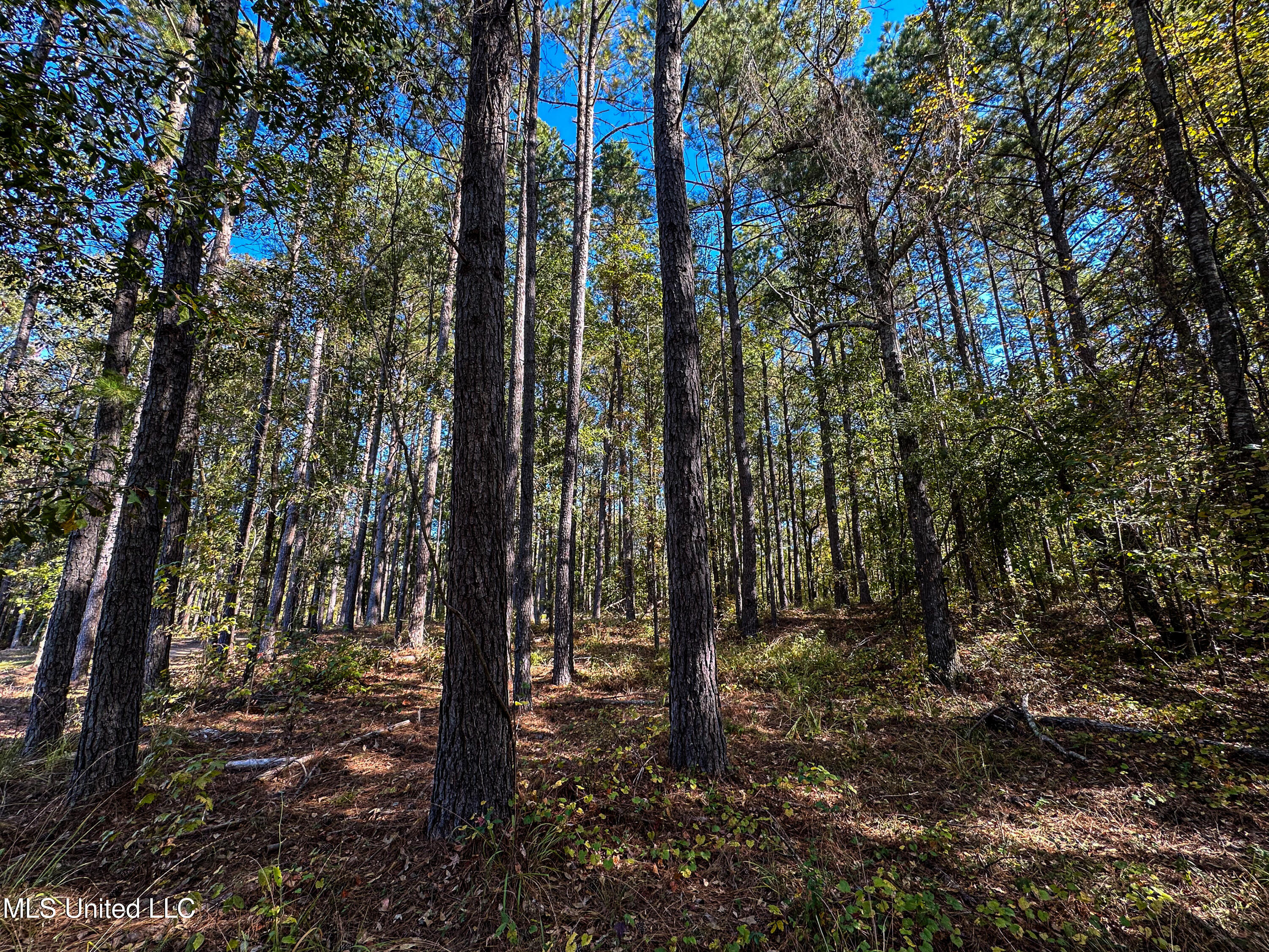 106 Crockrell Road Lexington, MS 39095 - Photo 82 of 185 IMG_0337