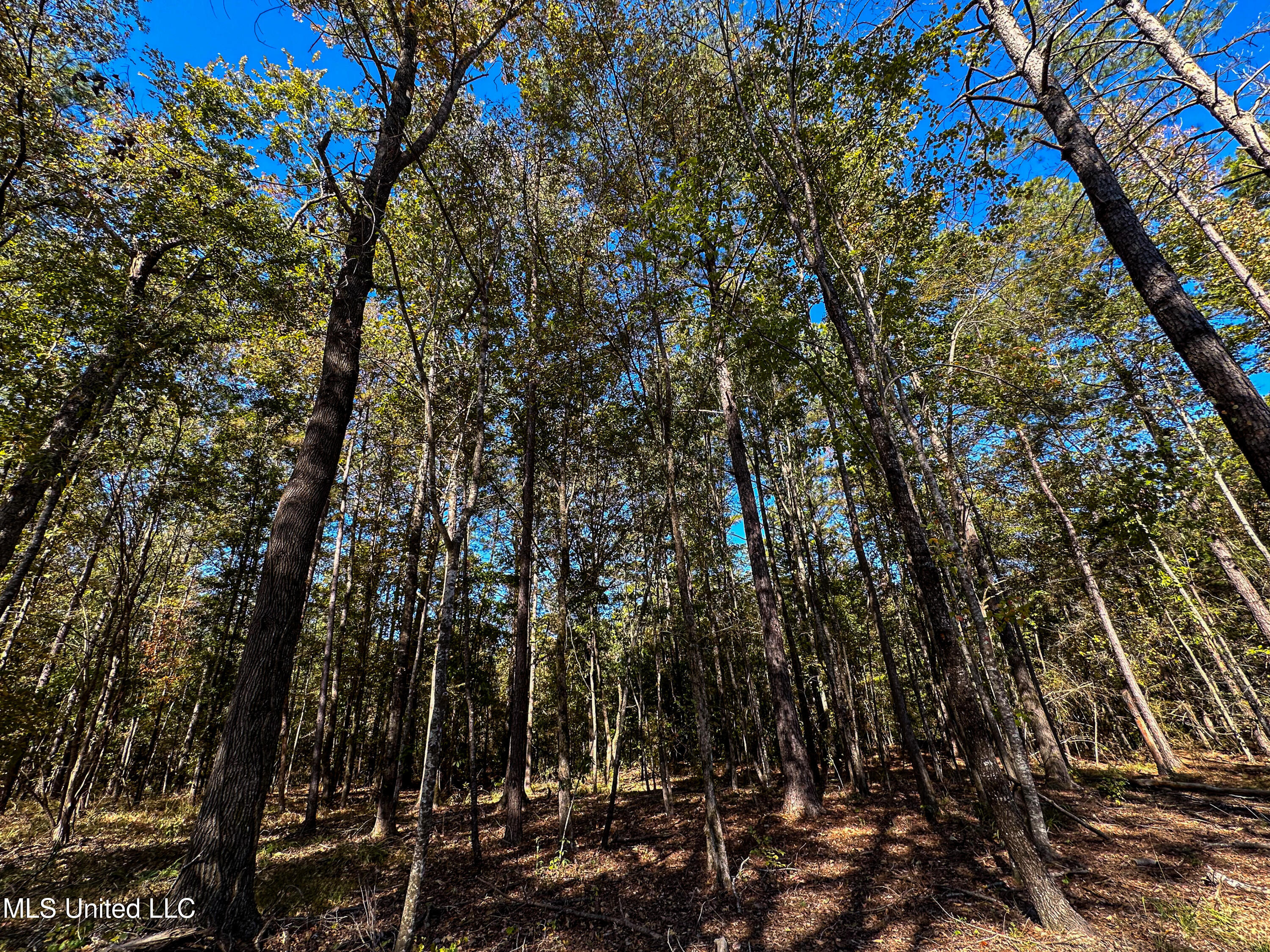 106 Crockrell Road Lexington, MS 39095 - Photo 83 of 185 IMG_0342