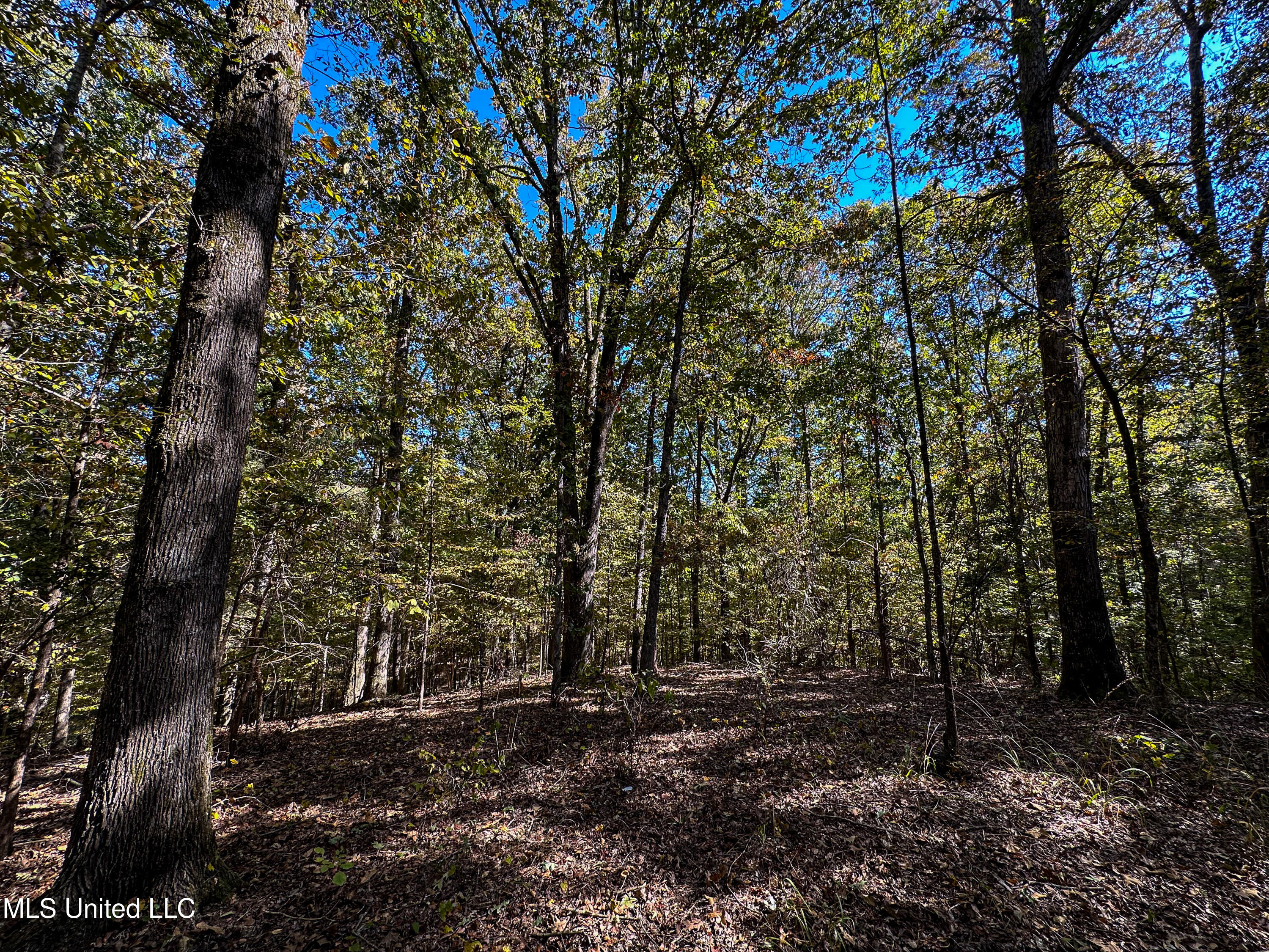 106 Crockrell Road Lexington, MS 39095 - Photo 86 of 185 IMG_0351