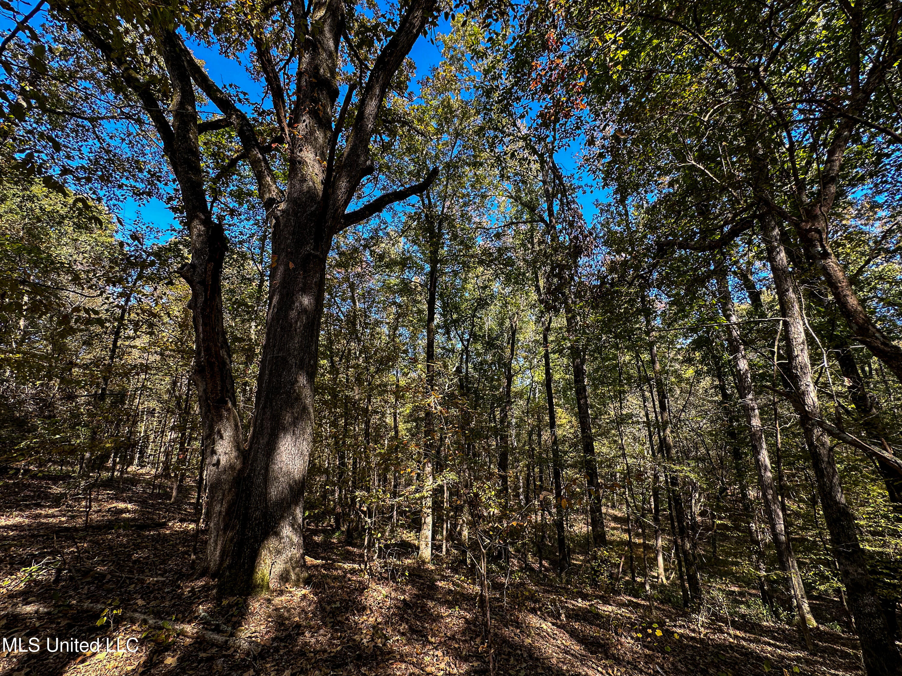 106 Crockrell Road Lexington, MS 39095 - Photo 87 of 185 IMG_0352