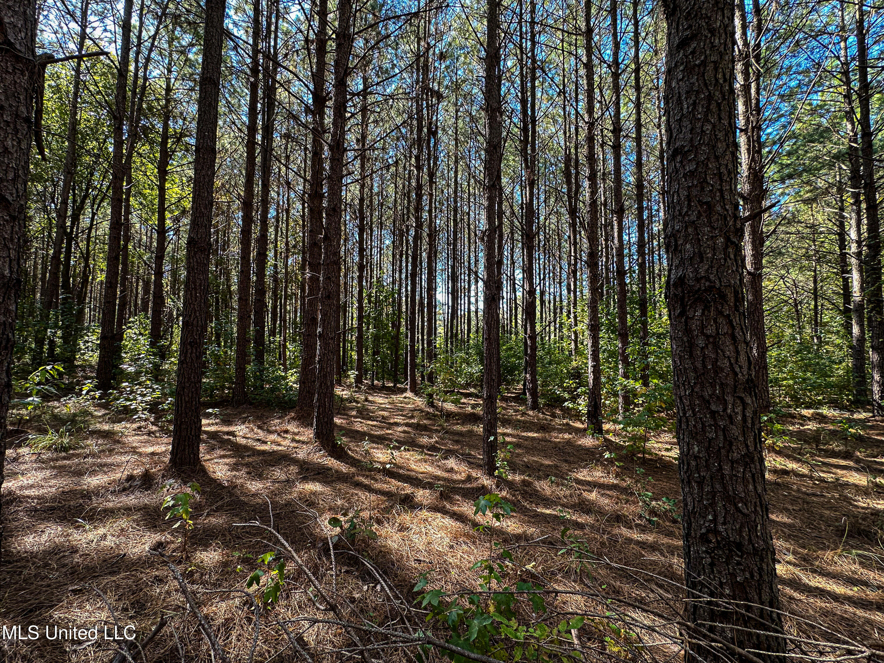 106 Crockrell Road Lexington, MS 39095 - Photo 89 of 185 IMG_0356