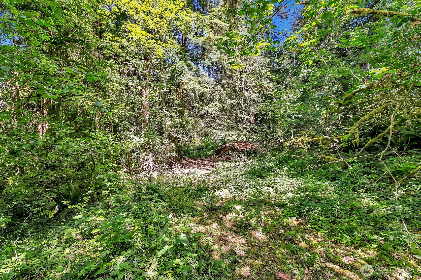 28215 Southeast 216th Street Maple Valley, WA 98038 - Photo 12 of 21 a view of a lush green forest