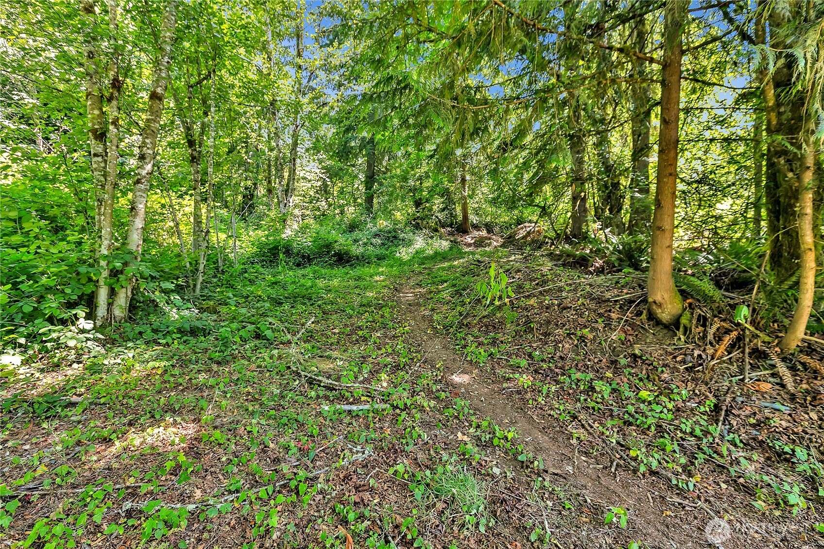 28215 Southeast 216th Street Maple Valley, WA 98038 - Photo 13 of 21 a view of a lush green forest