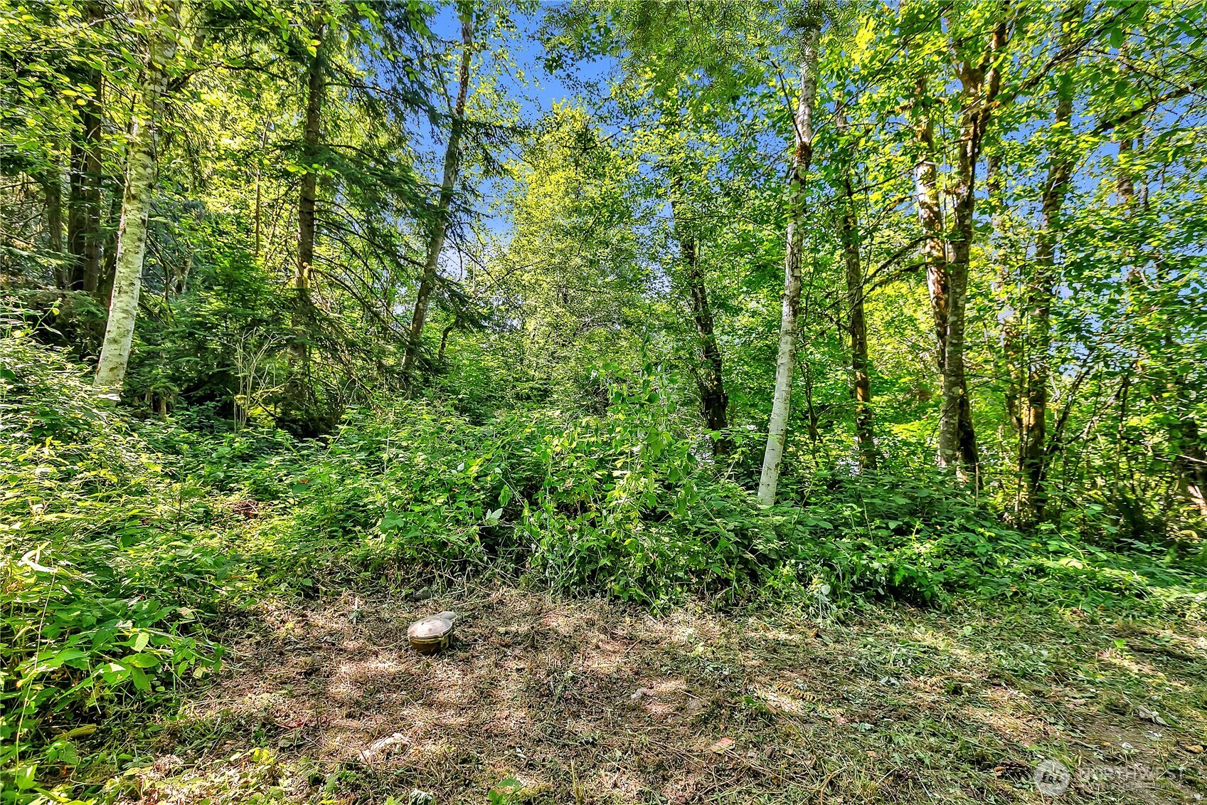 28215 Southeast 216th Street Maple Valley, WA 98038 - Photo 10 of 21 a view of a forest with plants