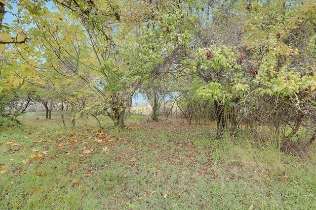 a view of a yard with a tree