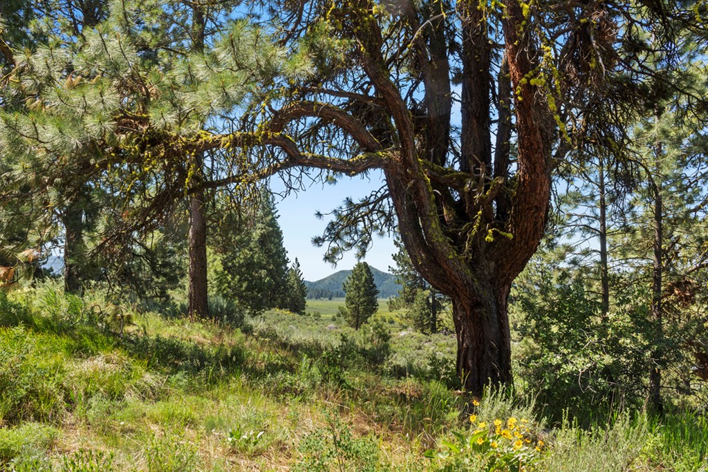 135 Lantern Way, Unit PT 3 & 4 Cascade, ID 83611 - Photo 6 of 16 Pine Tree WIth Character