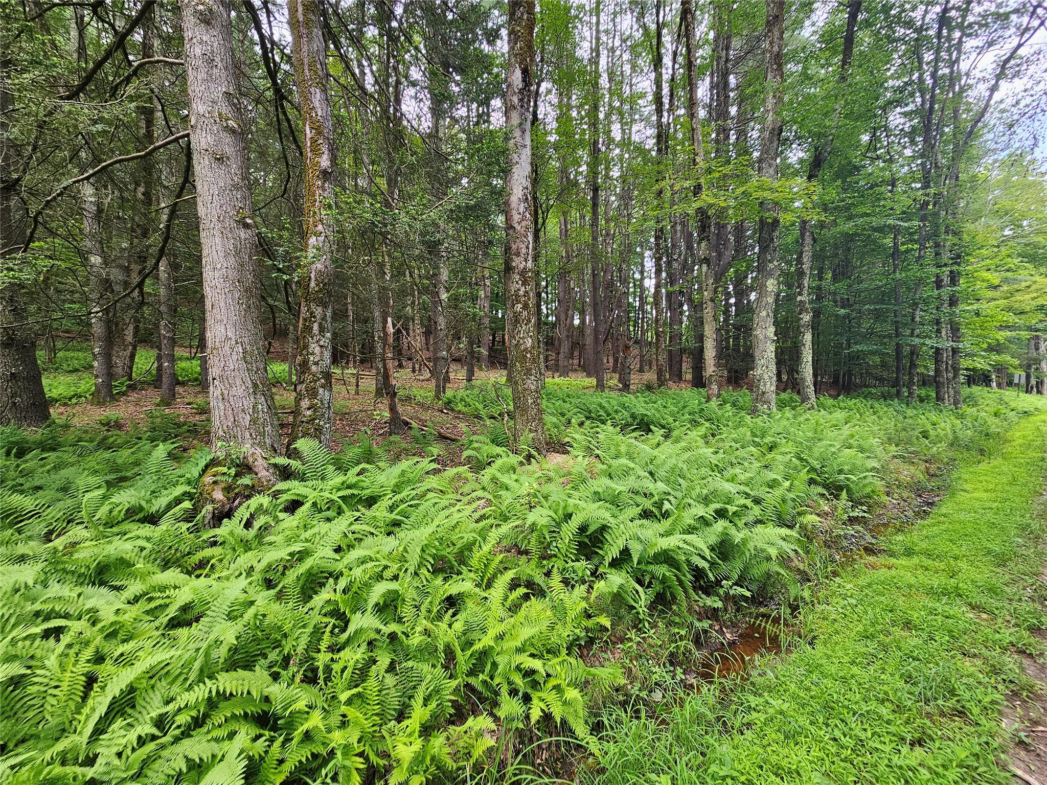 Hurd And Parks Road Swan Lake, NY 12783 - Photo 12 of 20 a view of forest