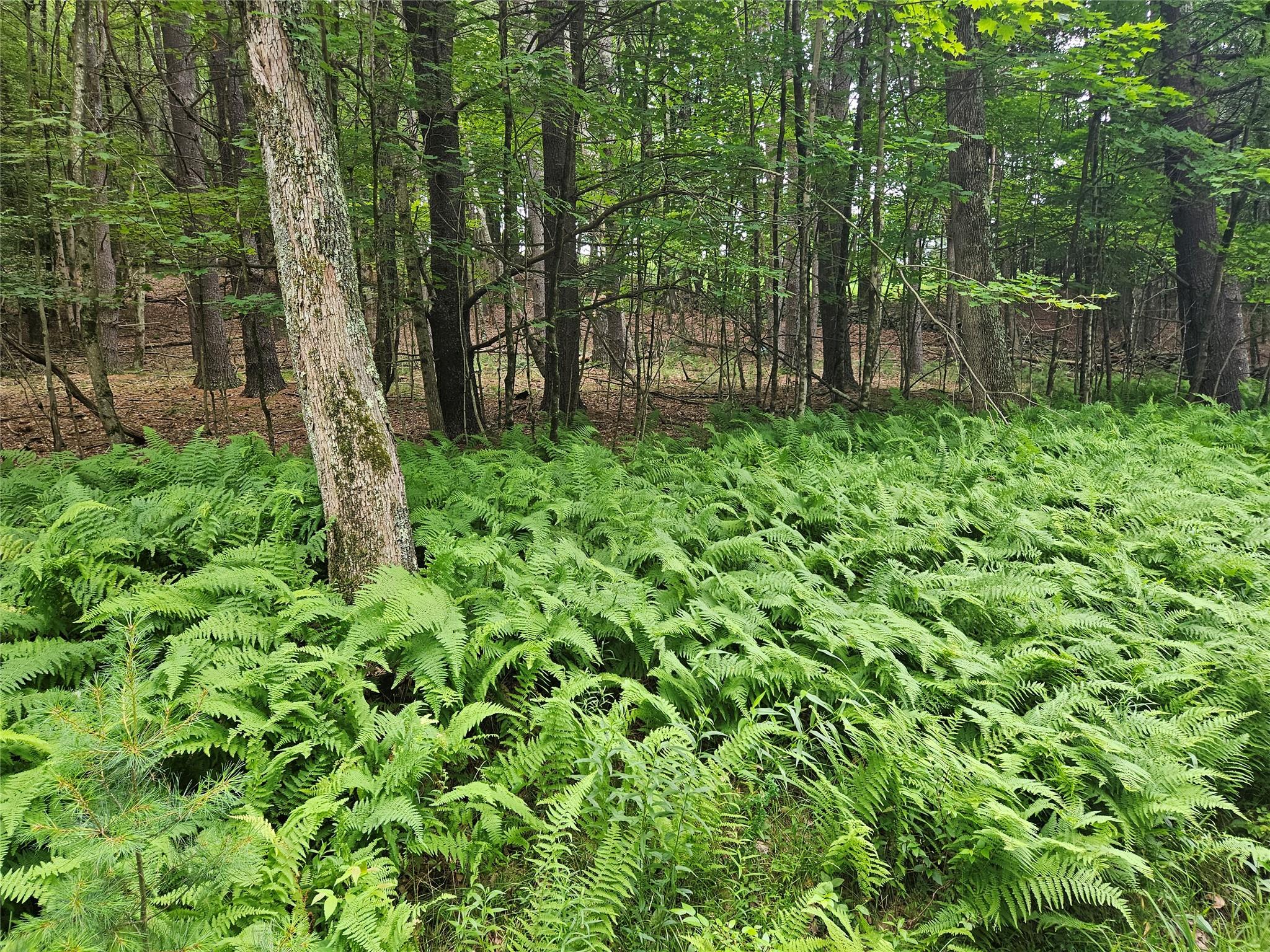Hurd And Parks Road Swan Lake, NY 12783 - Photo 13 of 20 a garden view