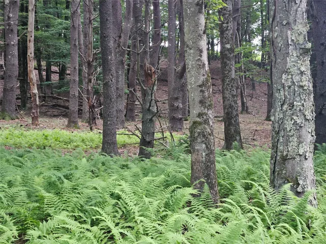 a view of a garden with a pathway