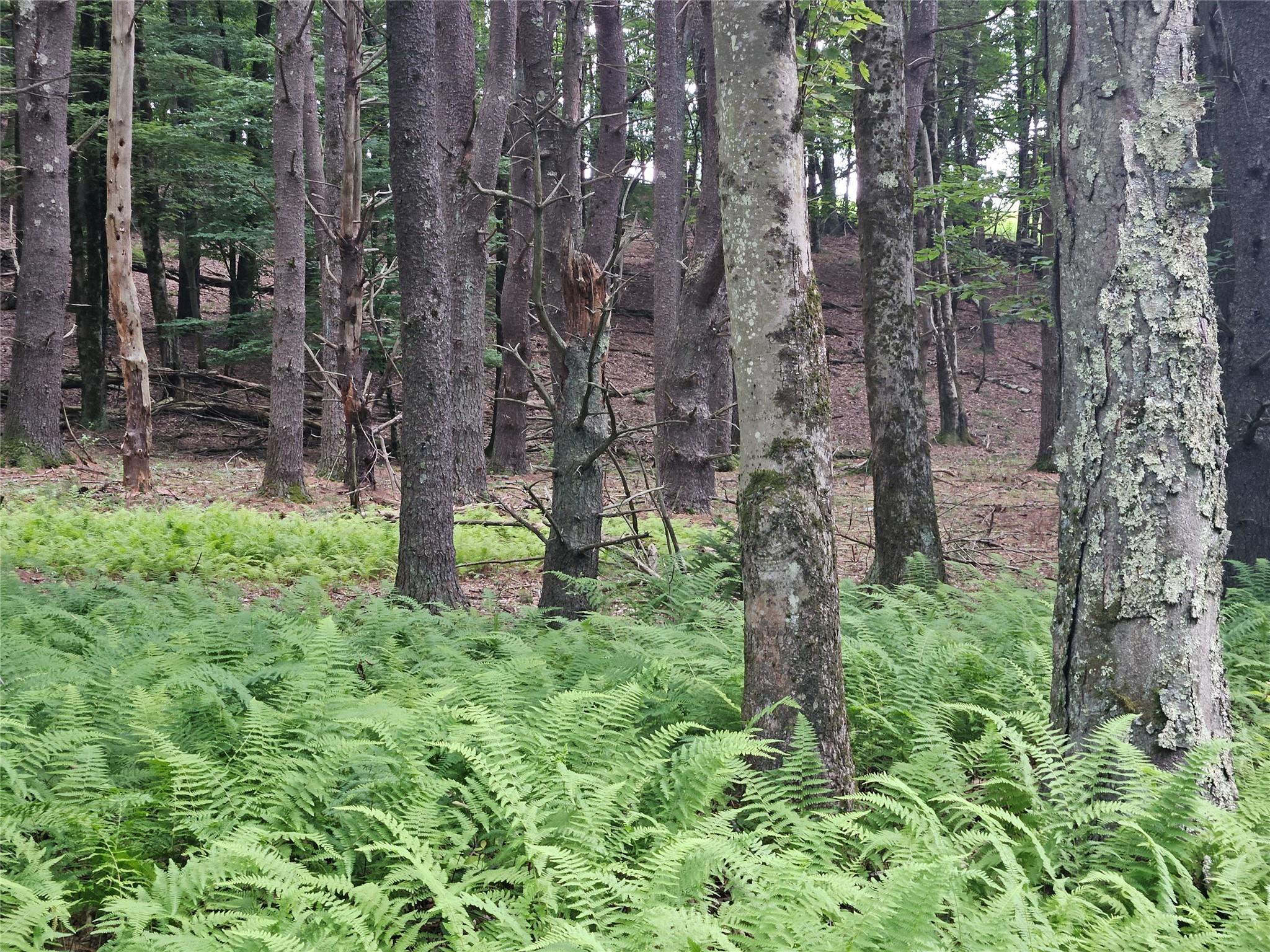 Hurd And Parks Road Swan Lake, NY 12783 - Photo 4 of 20 a plant in a garden with lots of green space