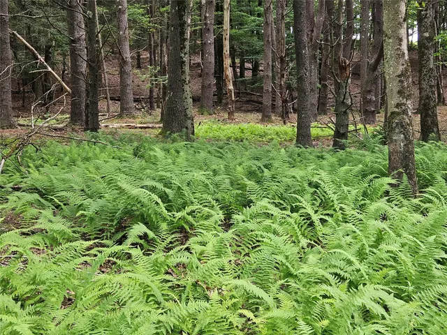 a view of a yard with plants and large trees