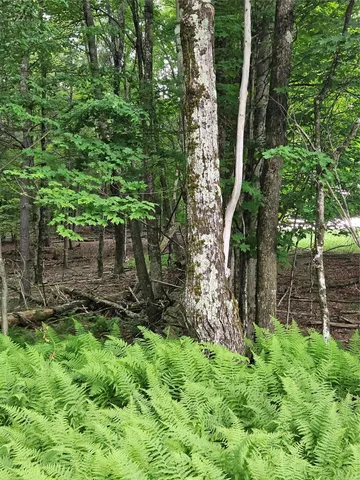 a view of backyard with green space