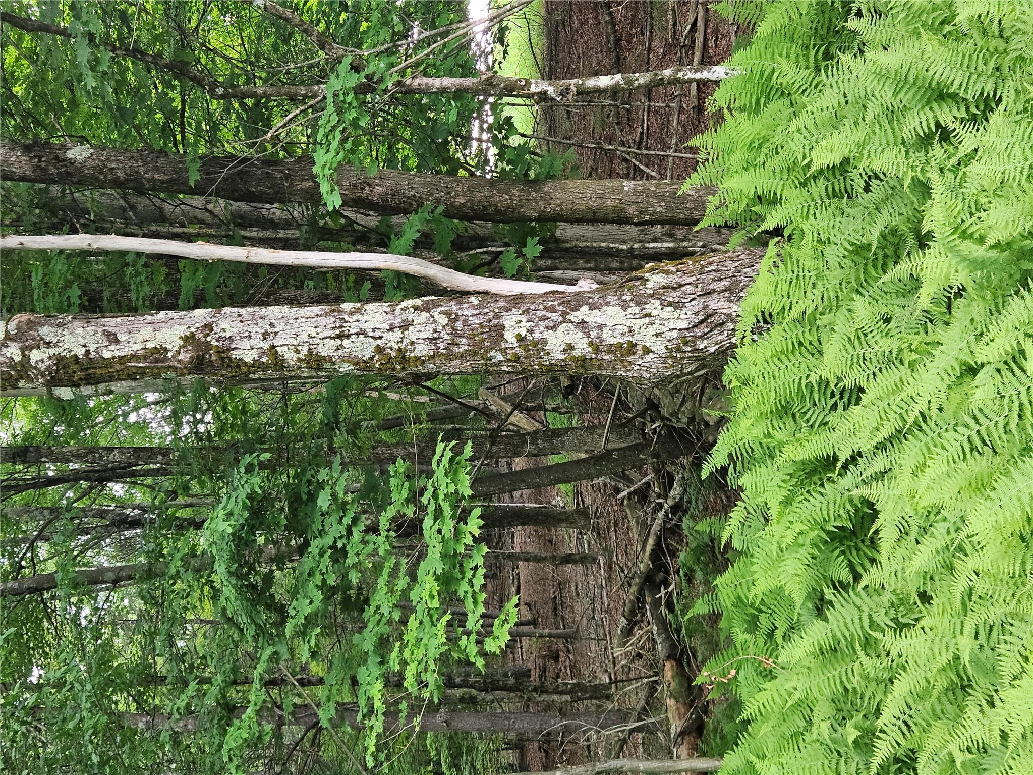 Hurd And Parks Road Swan Lake, NY 12783 - Photo 9 of 20 a view of a yard with plants and large trees