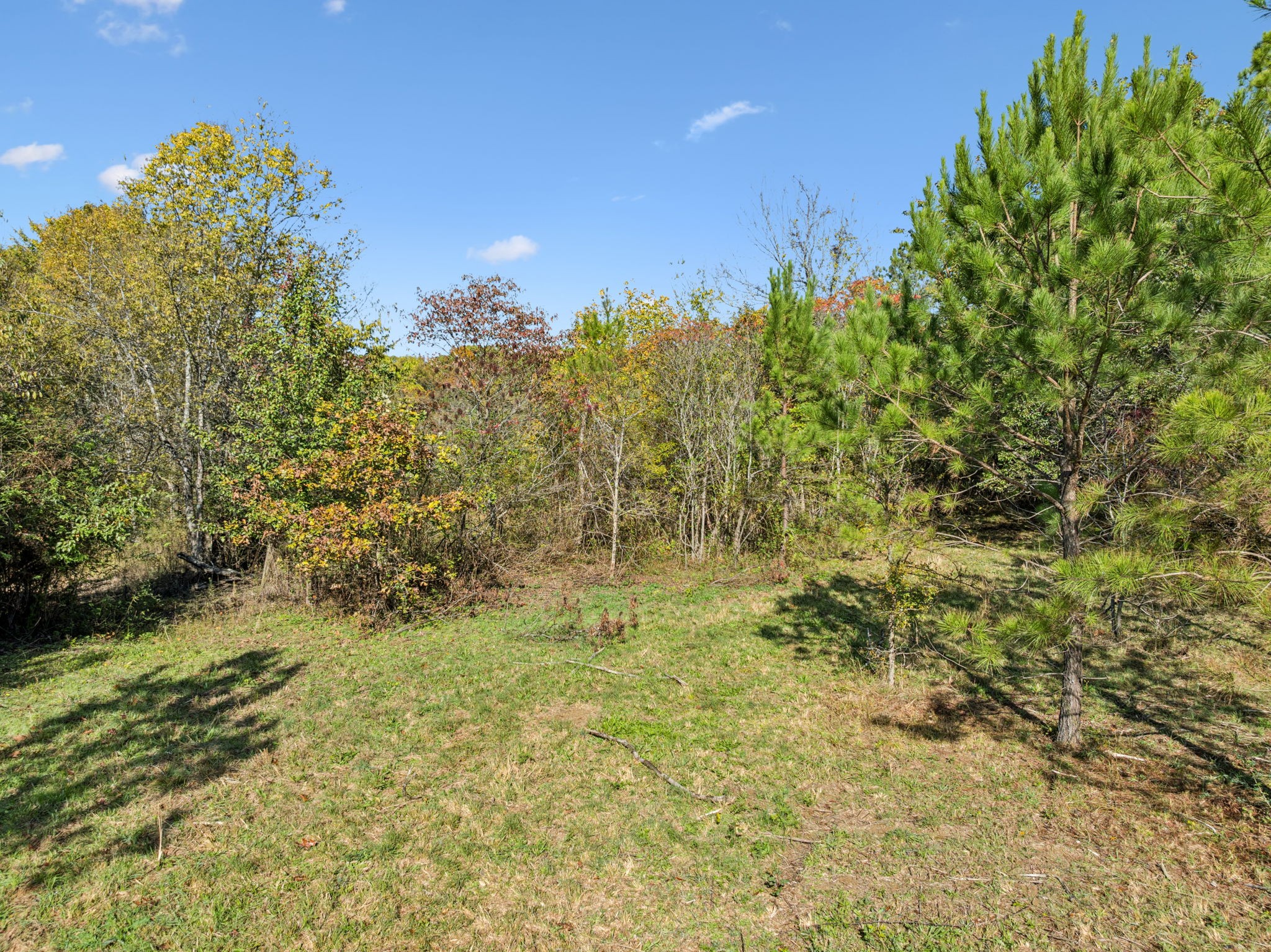 a view of a yard with trees