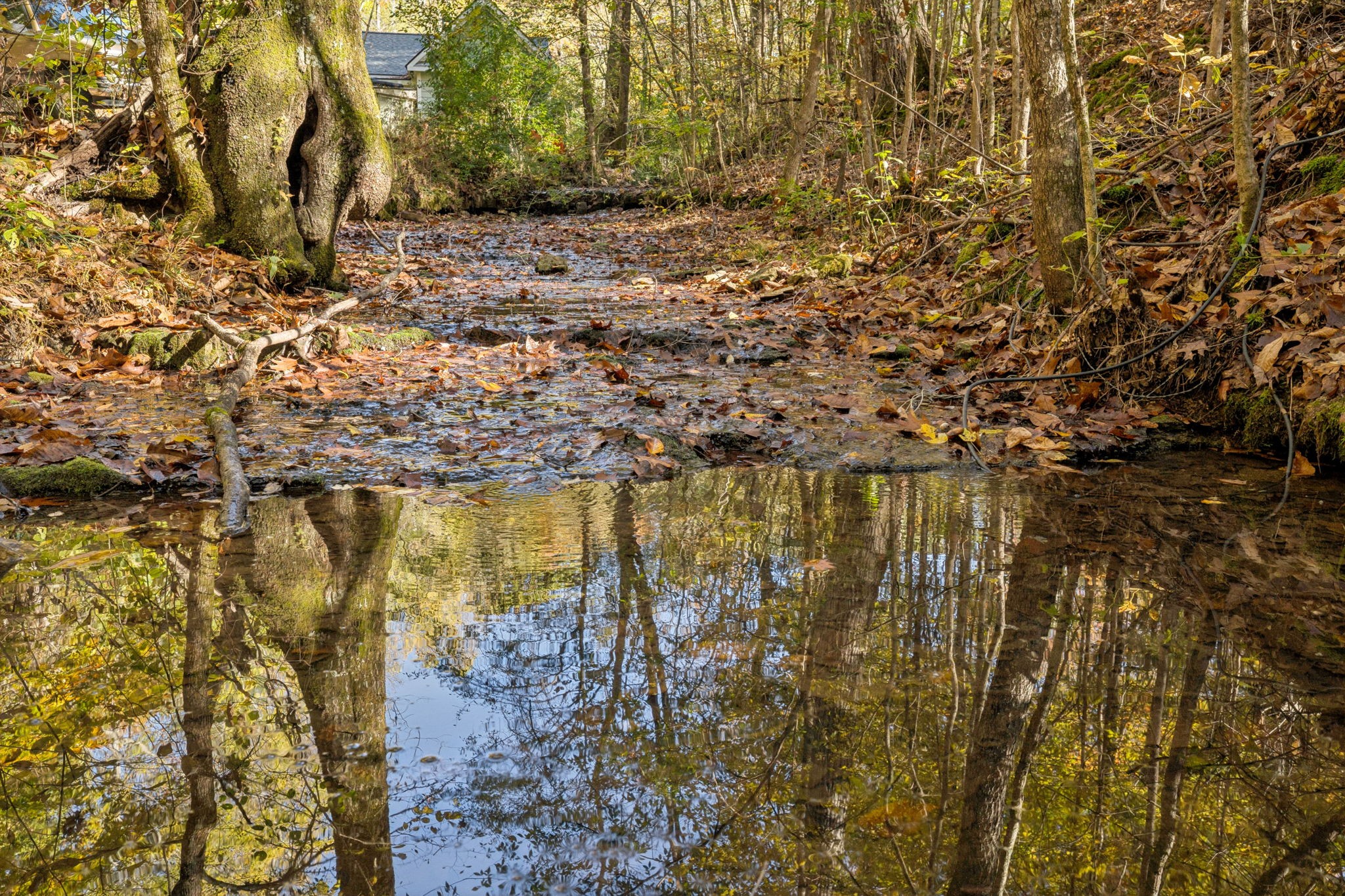 7489 Shoals Branch Road Primm Springs, TN 38476 - Photo 11 of 34