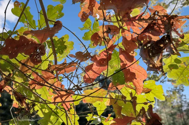 a view of a field of grass and trees