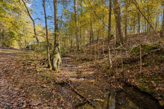 a close up of a plant