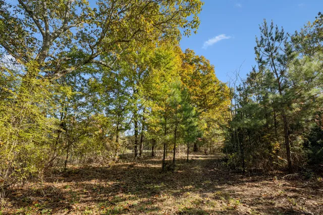 a view of a field of tall trees