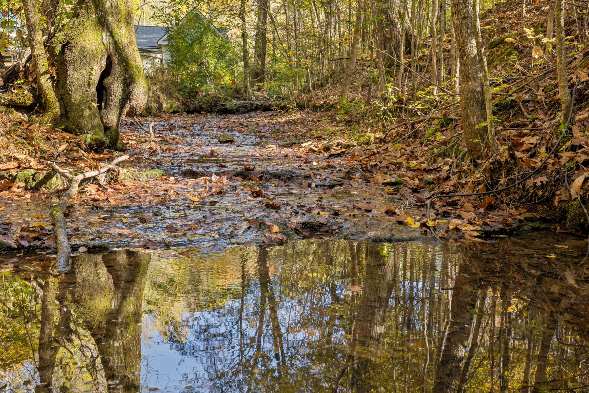 7489 Shoals Branch Road Primm Springs, TN 38476 - Photo 3 of 34