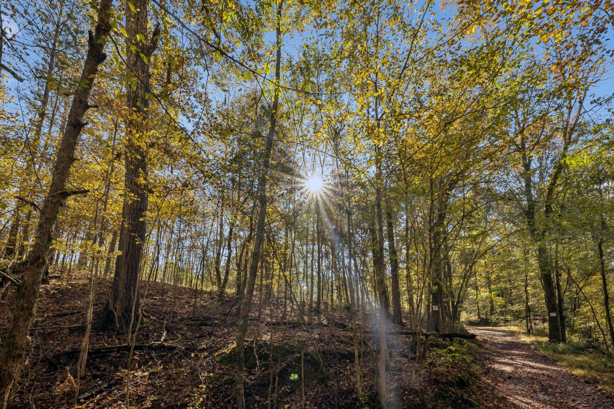 7489 Shoals Branch Road Primm Springs, TN 38476 - Photo 6 of 34