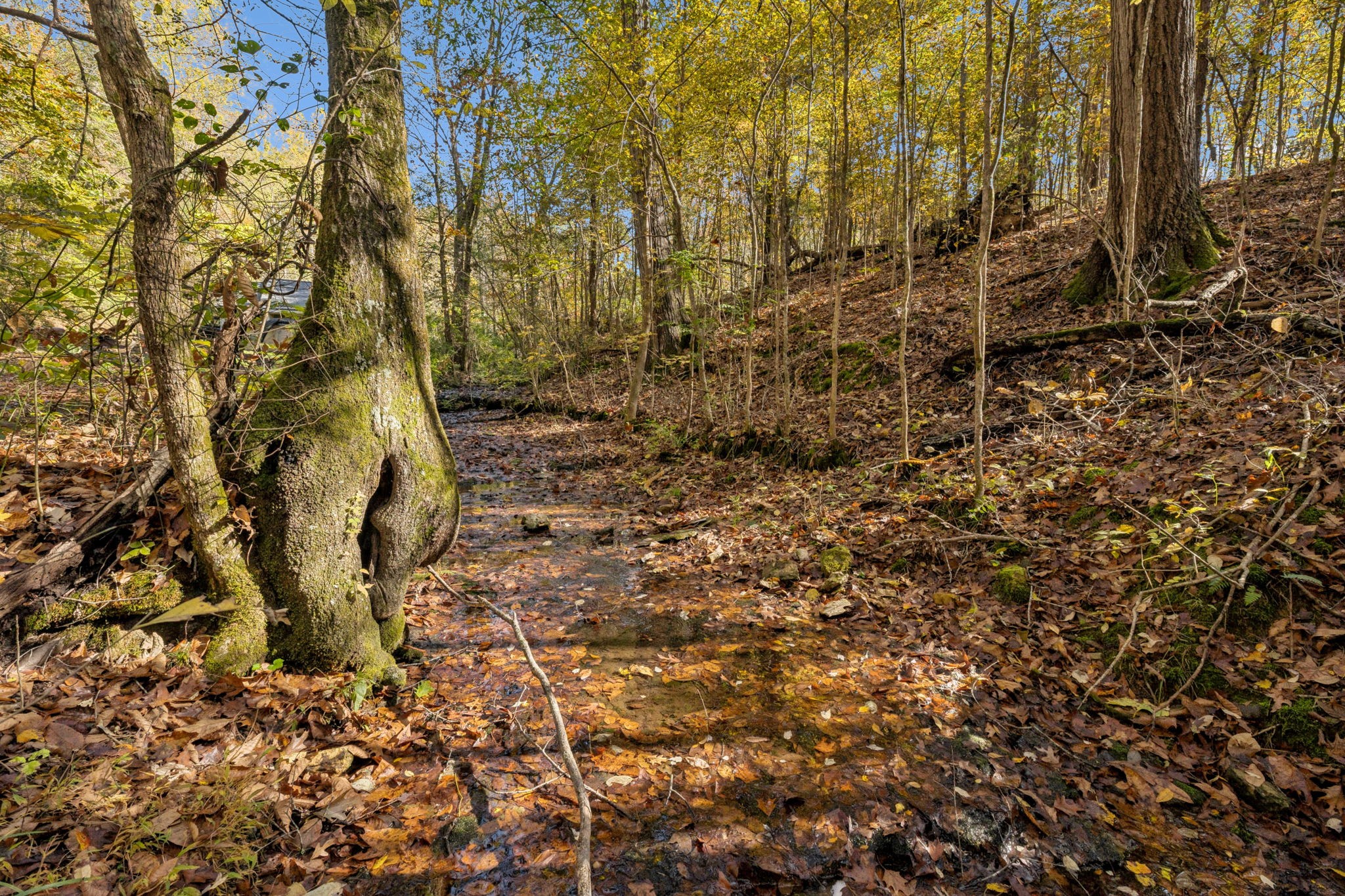 7489 Shoals Branch Road Primm Springs, TN 38476 - Photo 7 of 34