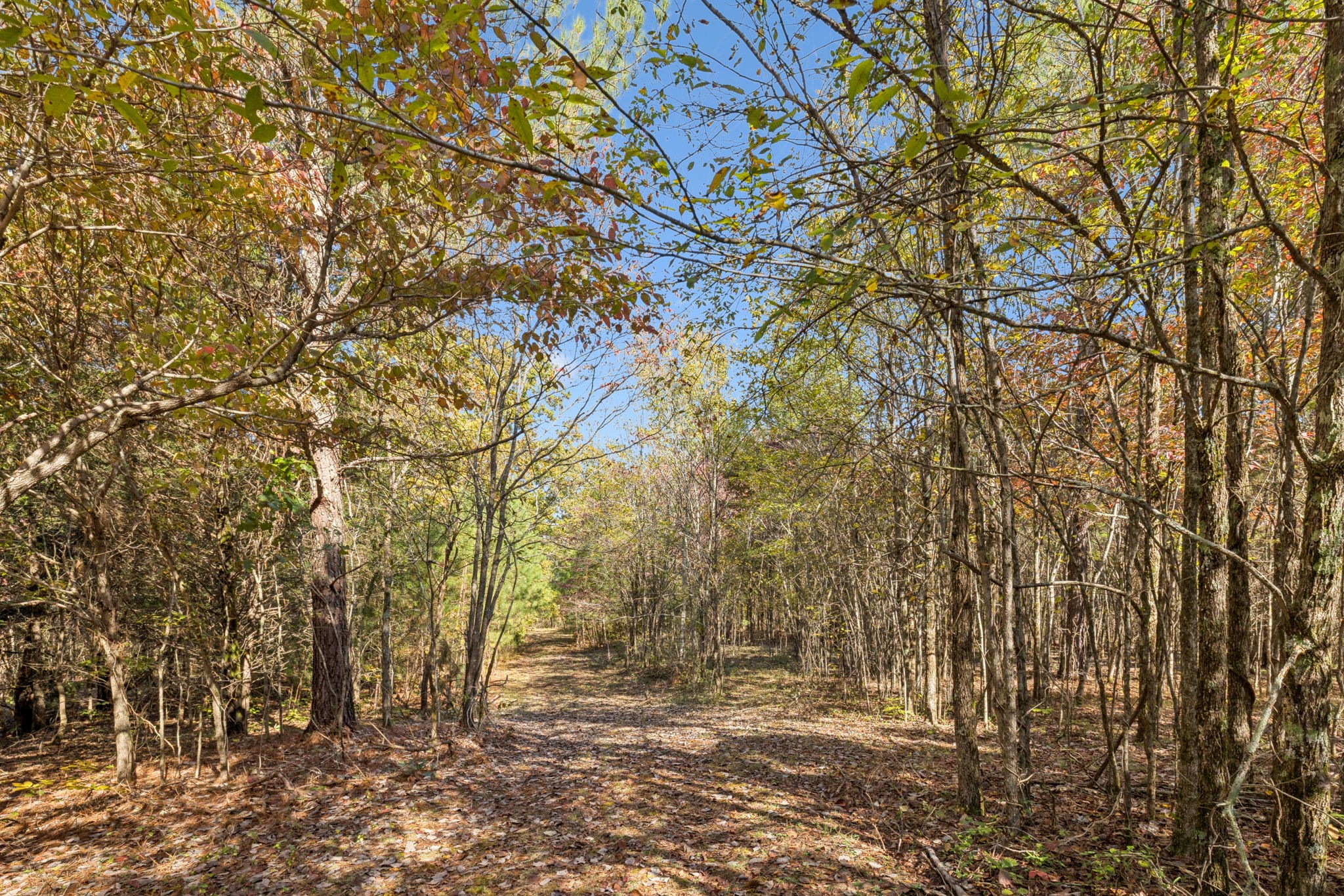 7489 Shoals Branch Road Primm Springs, TN 38476 - Photo 10 of 34