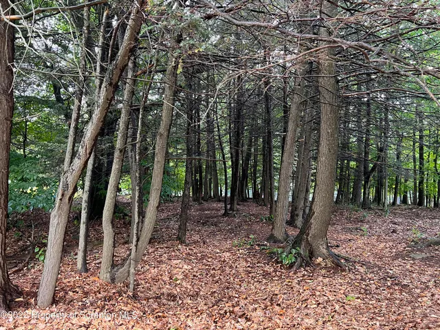 a backyard of a house with lots of trees