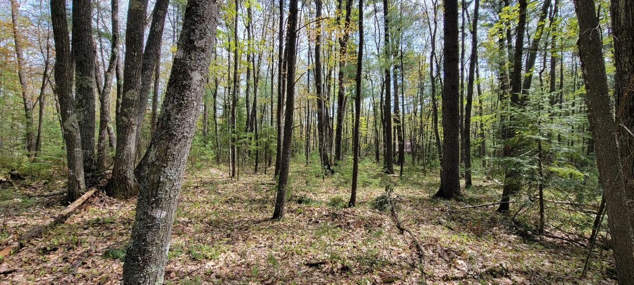 Off Witches Lake Road, Unit LOT 4 Woodruff, WI 54568 - Photo 21 of 39 Gallery Image 21