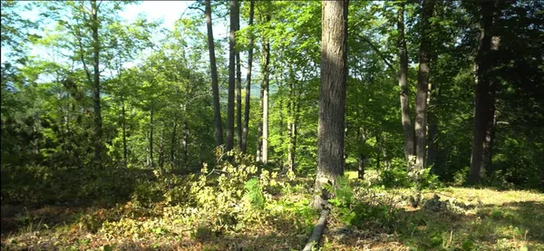 $79,000 | 83-xxx - Lot 11 83-xxx - Road, Bayfield, WI 54814