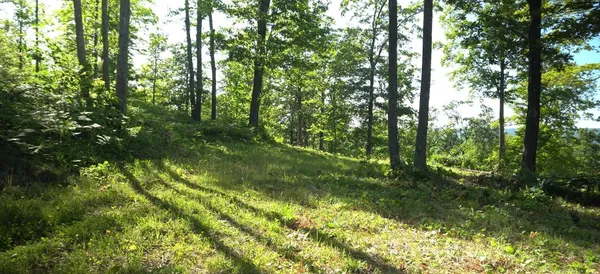 $79,000 | 83-xxx - Lot 11 83-xxx - Road, Bayfield, WI 54814