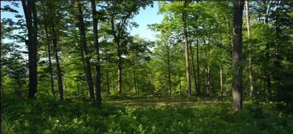 $79,000 | 83-xxx - Lot 11 83-xxx - Road, Bayfield, WI 54814