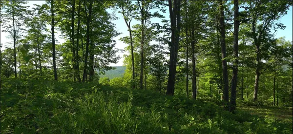 $79,000 | 83-xxx - Lot 11 83-xxx - Road, Bayfield, WI 54814