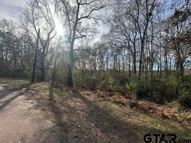 a view of a forest with trees in the background