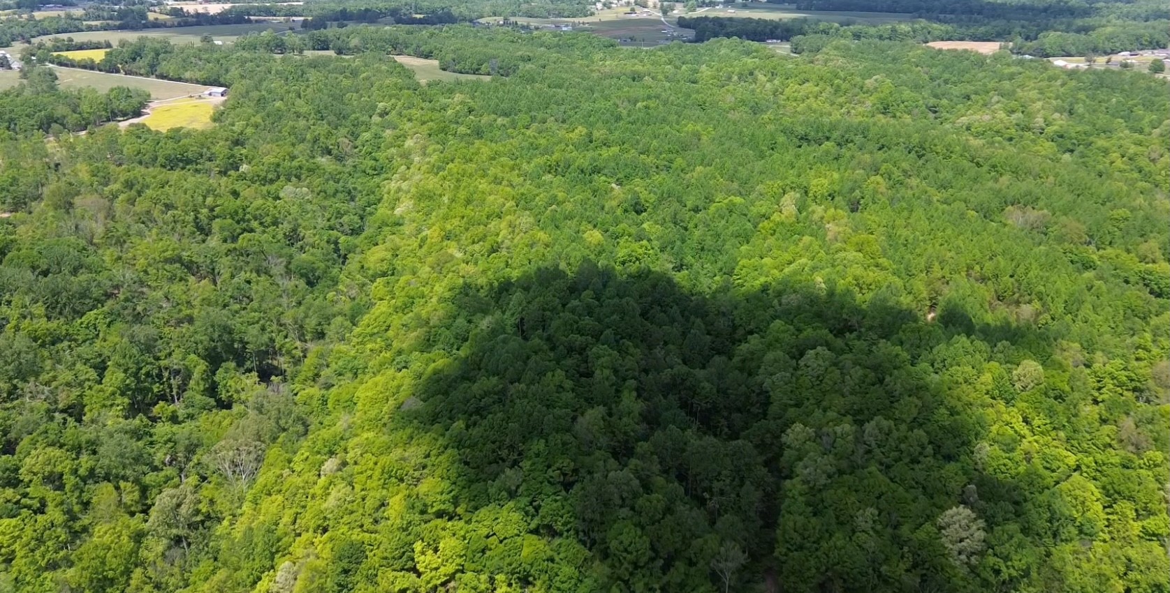 0 Westfork Creek Road Westmoreland, TN 37186 - Photo 4 of 17 a view of a lush green forest with lots of trees