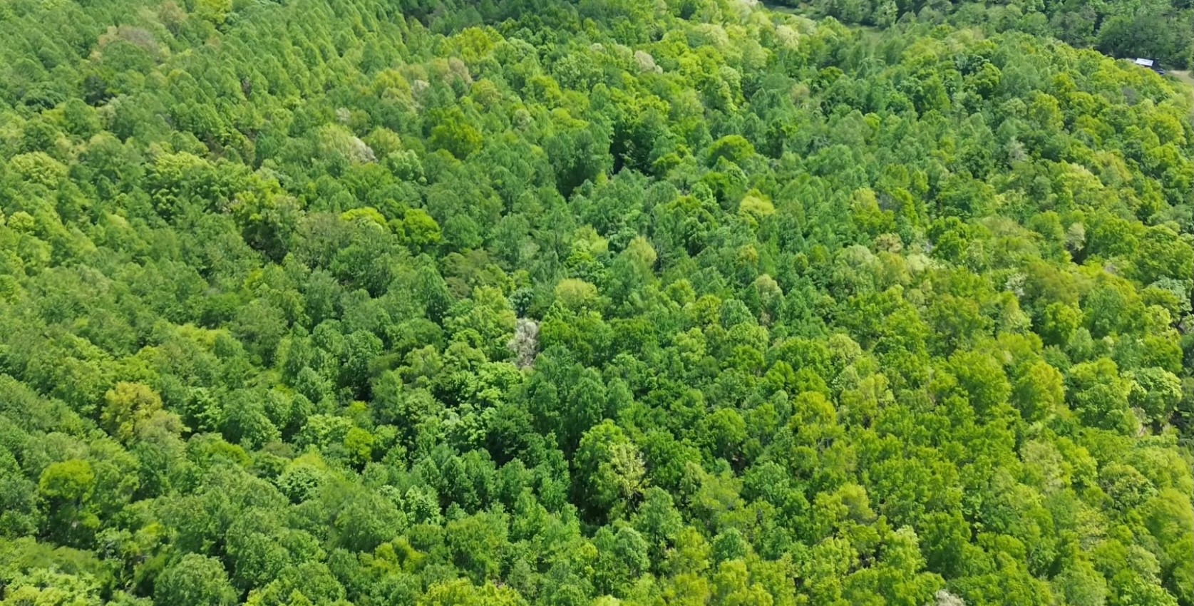 0 Westfork Creek Road Westmoreland, TN 37186 - Photo 8 of 17 a view of a lush green forest