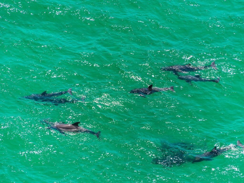 66 Garnet Place Destin, FL 32541 - Photo 42 of 49 dolphins200