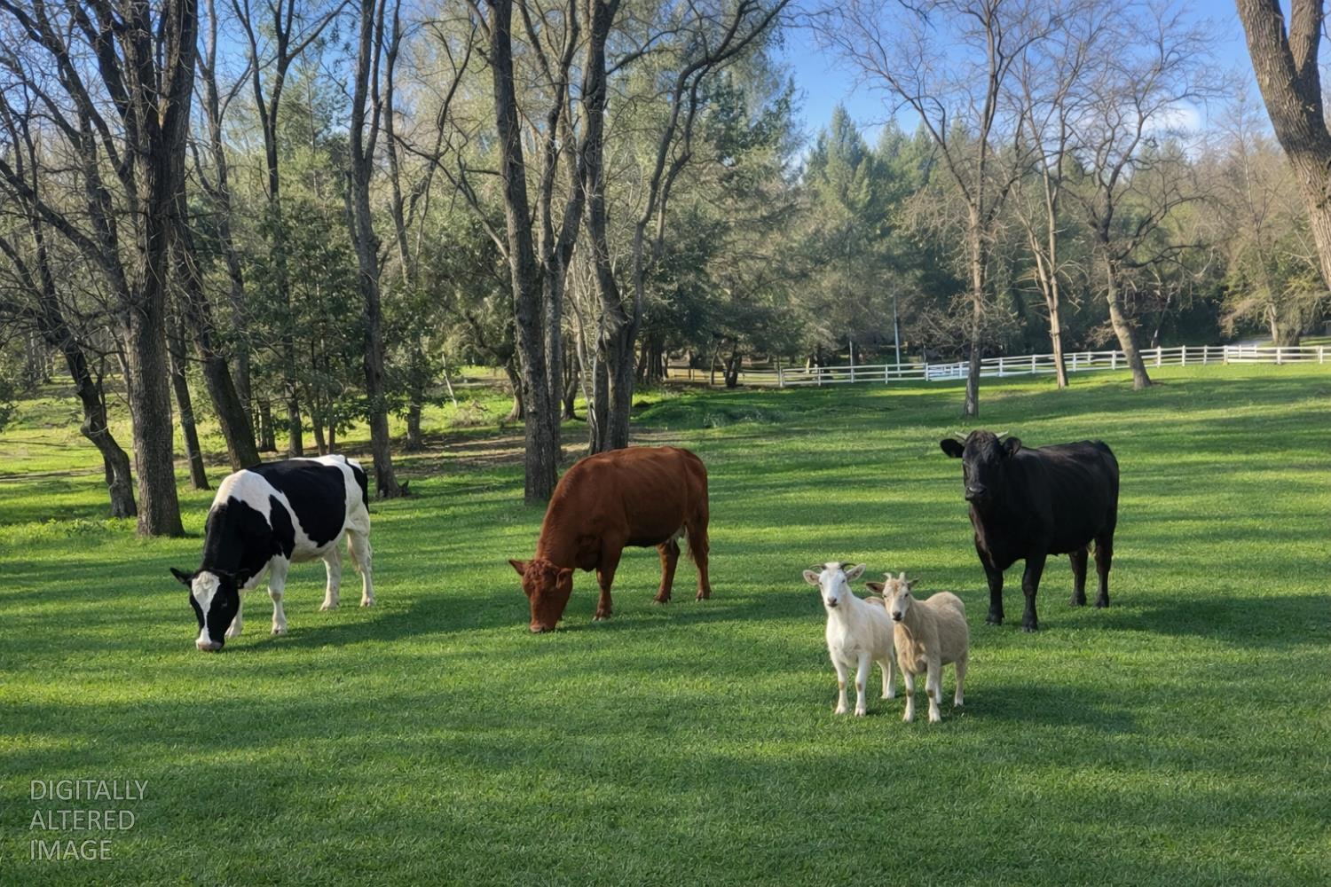 581 Haines Road Auburn, CA 95602 - Photo 20 of 52 Property features a large fenced pasture suitable for horses or livestock.