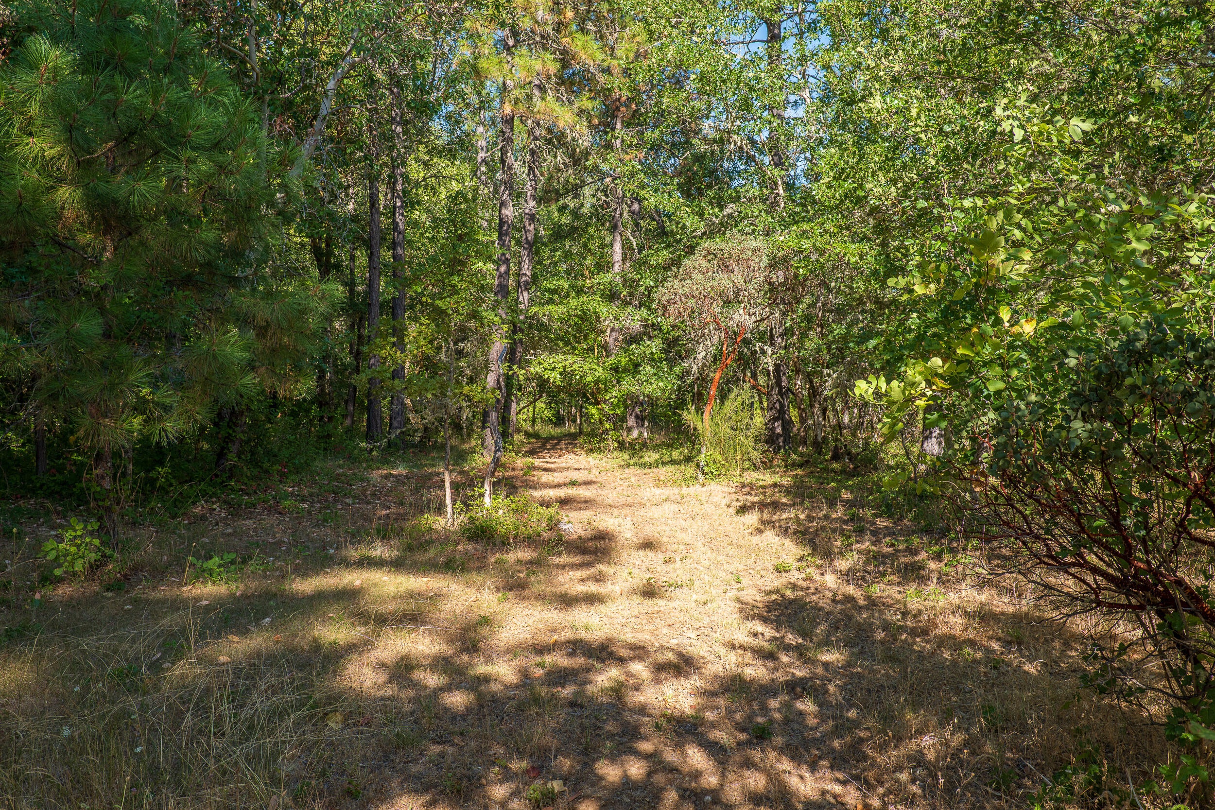 190 Martin Road Cave Junction, OR 97523 - Photo 35 of 43 Land